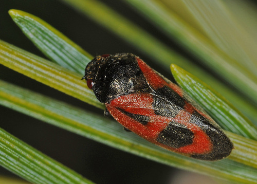 Roodzwarte dennencicade, photo 3 of 10