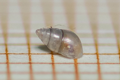 Crisilla semistriata