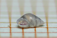 Crisilla semistriata