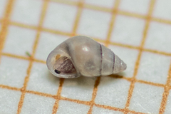 Crisilla semistriata