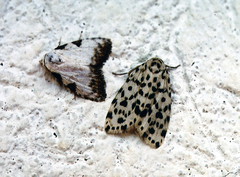 Clemensia leopardina