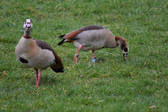 Alopochen aegyptiaca