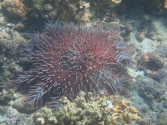 Acanthaster planci
