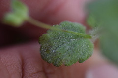 Podosphaera fuliginea