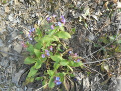Pulmonaria