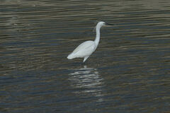 Egretta garzetta