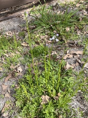 Nuttallanthus texanus