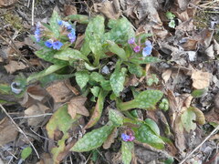 Pulmonaria