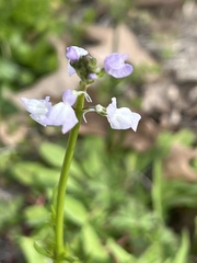 Nuttallanthus texanus