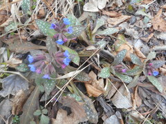 Pulmonaria