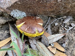 Aureoboletus
