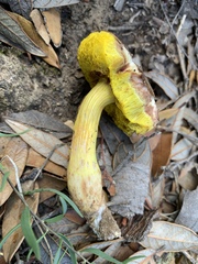 Aureoboletus