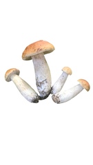 Boletus chippewaensis