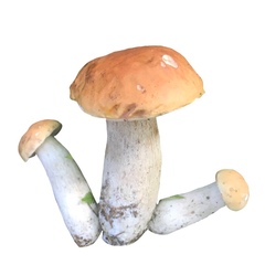 Boletus chippewaensis