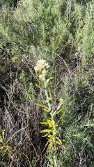 Pseudognaphalium biolettii