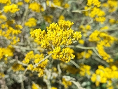 Helichrysum cymosum