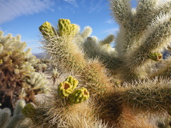 Cylindropuntia bigelovii