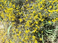 Helichrysum cymosum