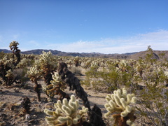 Cylindropuntia bigelovii