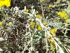 Helichrysum cymosum