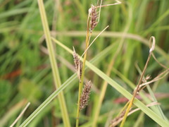 Carex aematorrhyncha