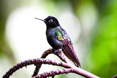 Boissonneaua jardini