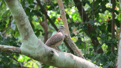 Streptopelia chinensis