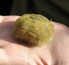 Echinoidea