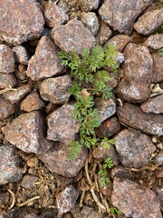 Angiospermae