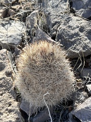 Escobaria chlorantha