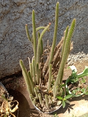 Corryocactus erectus