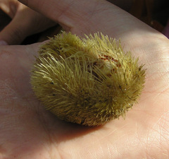 Echinoidea