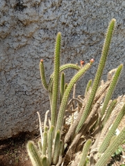 Corryocactus erectus