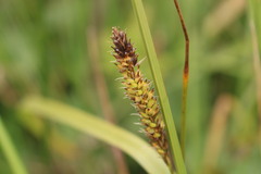 Carex hookeri