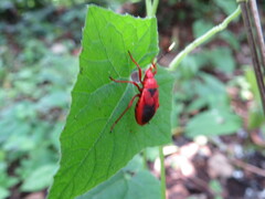 Probergrothius