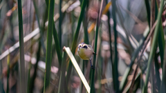 Tachuris rubrigastra