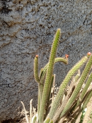 Corryocactus erectus