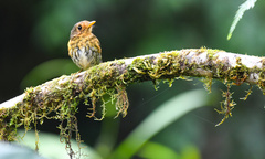 Grallaricula flavirostris