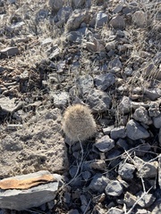 Escobaria chlorantha