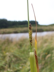 Carex hookeri