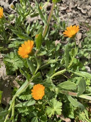Calendula arvensis