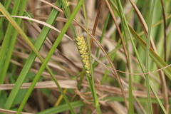 Carex hookeri