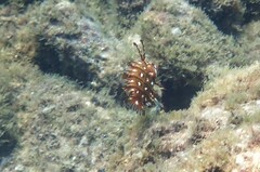 Novaculichthys taeniourus