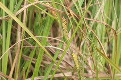 Carex hookeri