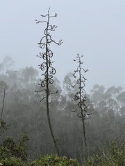 Agave cordillerensis