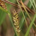 Carex hookeri - Photo (c) Paulo Muñoz, algunos derechos reservados (CC BY-NC), subido por Paulo Muñoz