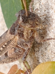 Baeacris