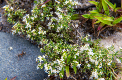 Galium humifusum
