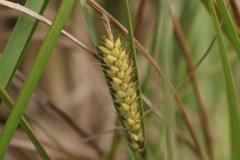 Carex hookeri