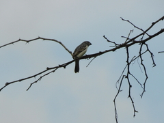 Sporophila telasco